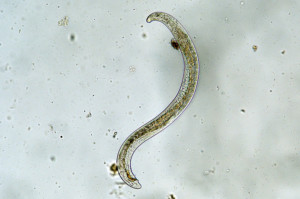 Nematodes: How These Tiny Worms Can Make (Or Break) Your Garden