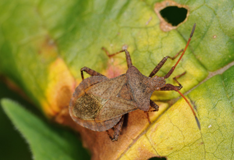 8 Ways To Get Rid Of Squash Bugs & How To Prevent Them