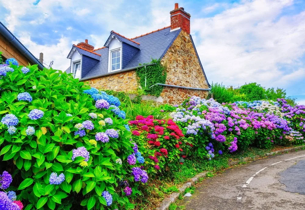 Summer Flowers That Bloom All Season Long - This Old House