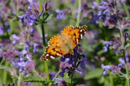 4 Reasons To Grow Sage & 20 Brilliant Ways To Use It