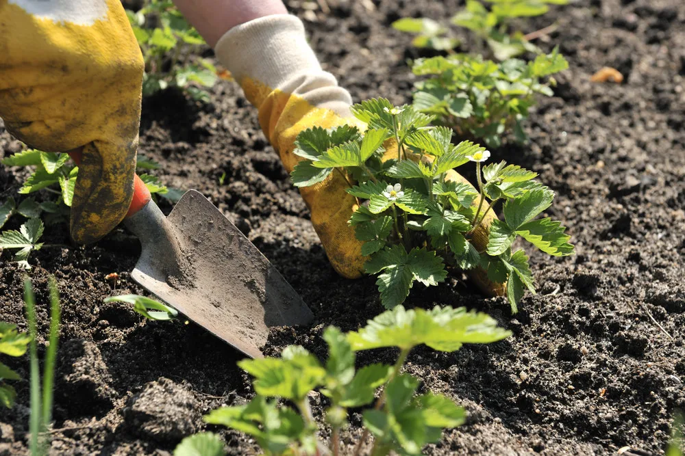 Planting strawberry plants