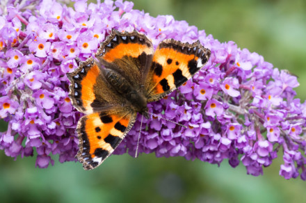 30 Beautiful Plants To Attract Butterflies To Your Garden