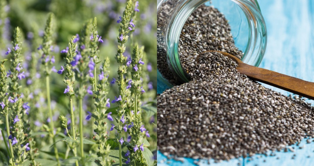 To Grow Chia Seeds + The Entire Plant
