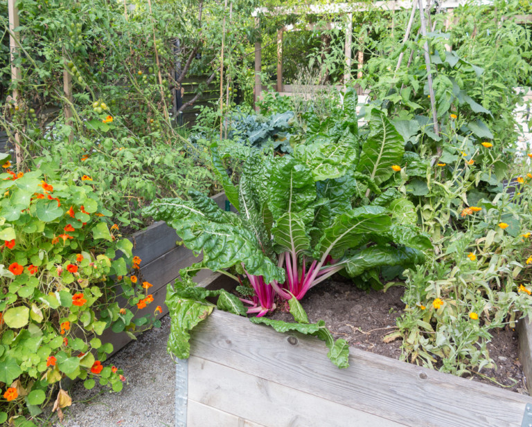 6 Best Veggies To Grow In Raised Beds