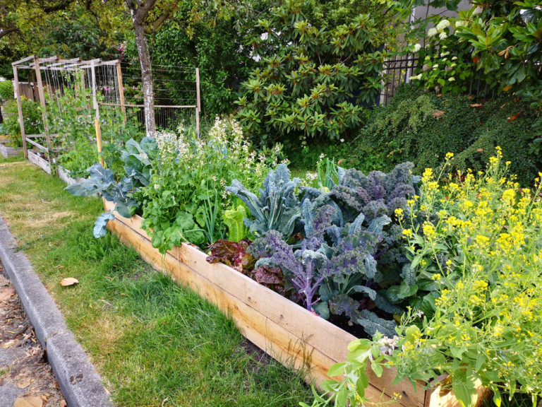 6 Best Veggies To Grow In Raised Beds