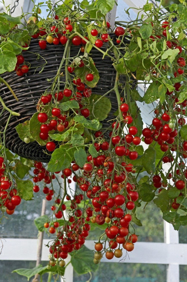 7 Fruits & Vegetables You Can Grow In Hanging Baskets