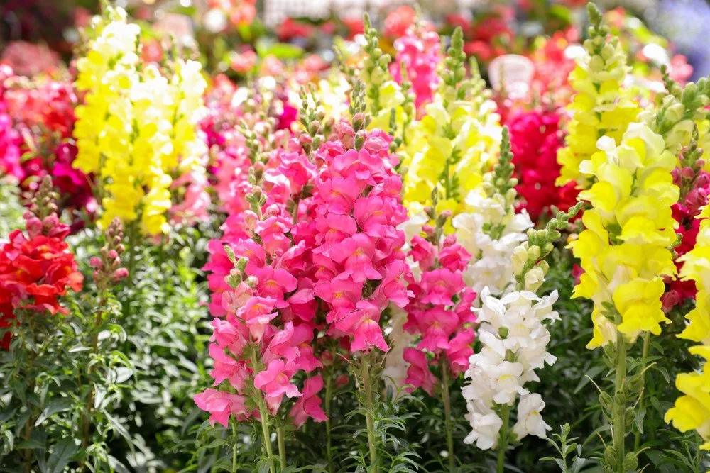 Snapdragon