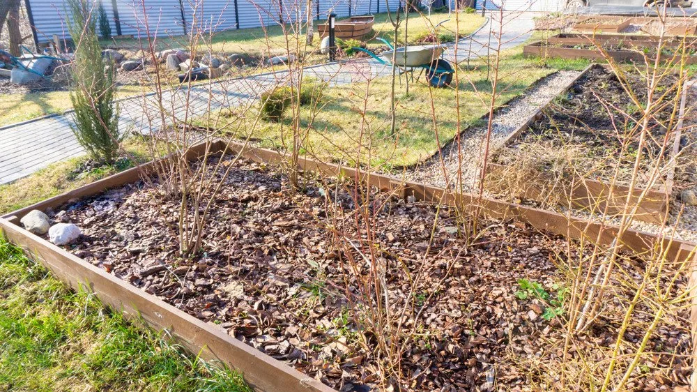 3 Reasons Raised Beds Are Better for Gardening • Gardenary