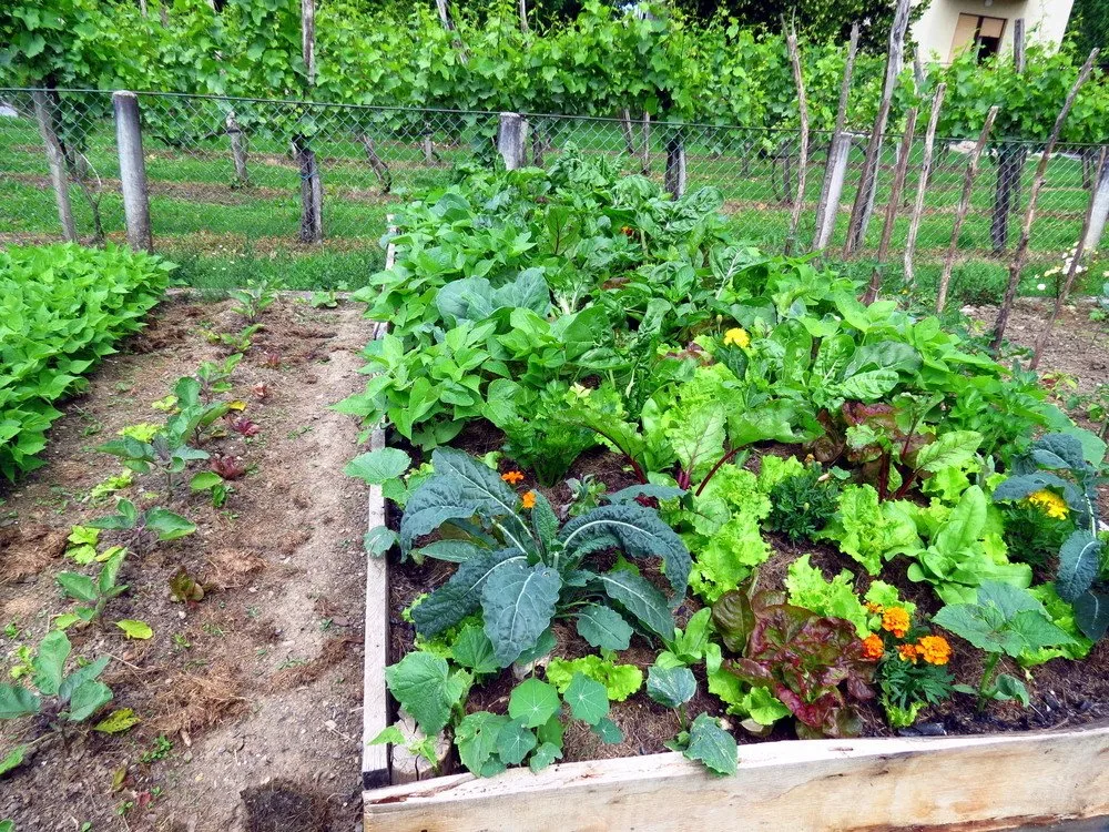 https://www.naturallivingideas.com/wp-content/uploads/2020/04/raised-bed-veggies-2.jpg.webp