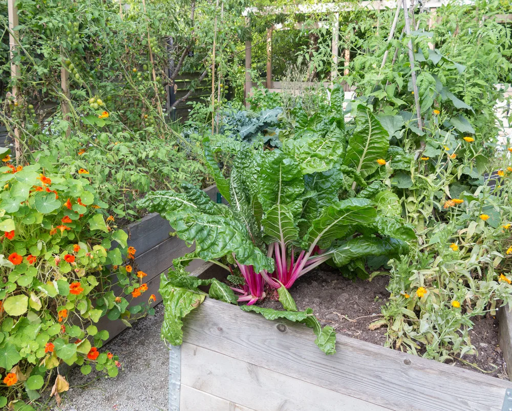 https://www.naturallivingideas.com/wp-content/uploads/2020/04/raised-bed-veggies-5.jpg.webp