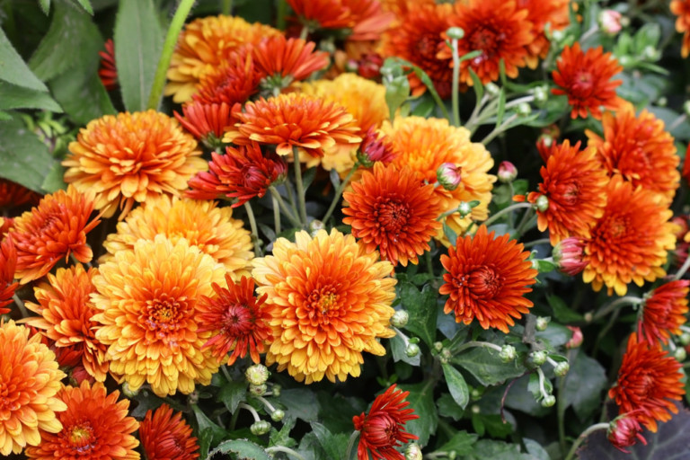 9 Perennials You Should Plant This Fall