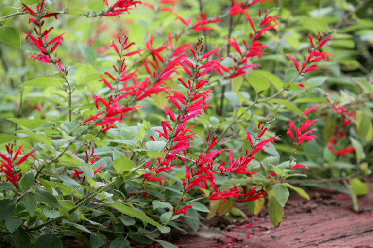 9 Perennials You Should Plant This Fall