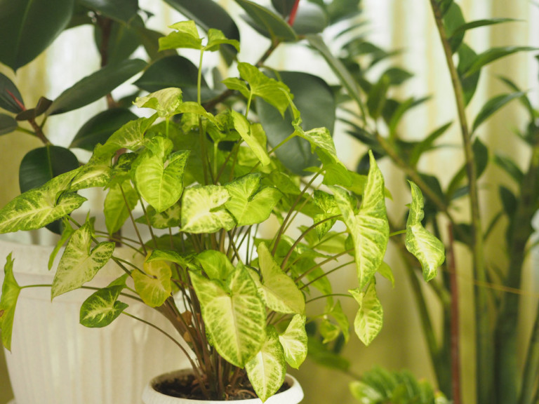 14 Houseplants That Thrive In Low Light