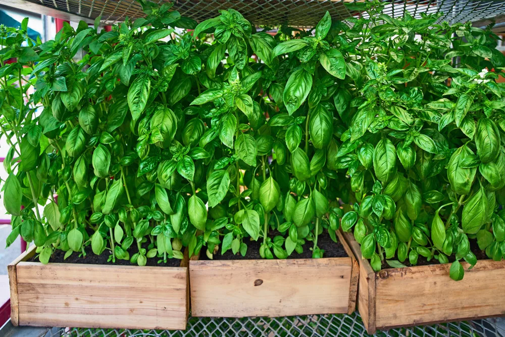 How To Grow A Giant Basil Bush A Pro Gardener Reveals Their Secret