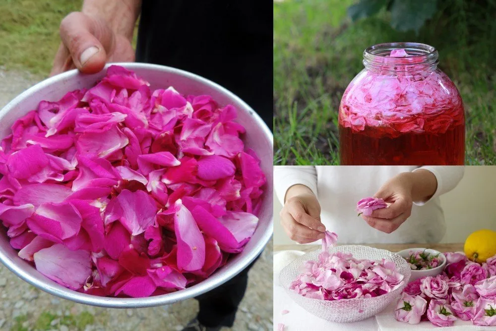 Rose Petal Flowers Information and Facts