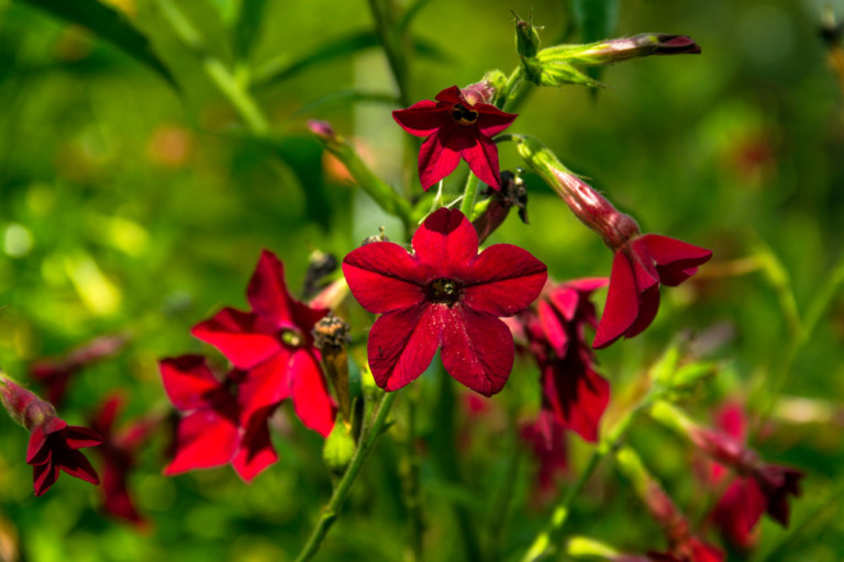 Most Fragrant Herbs Flowers For An Aromatic Garden