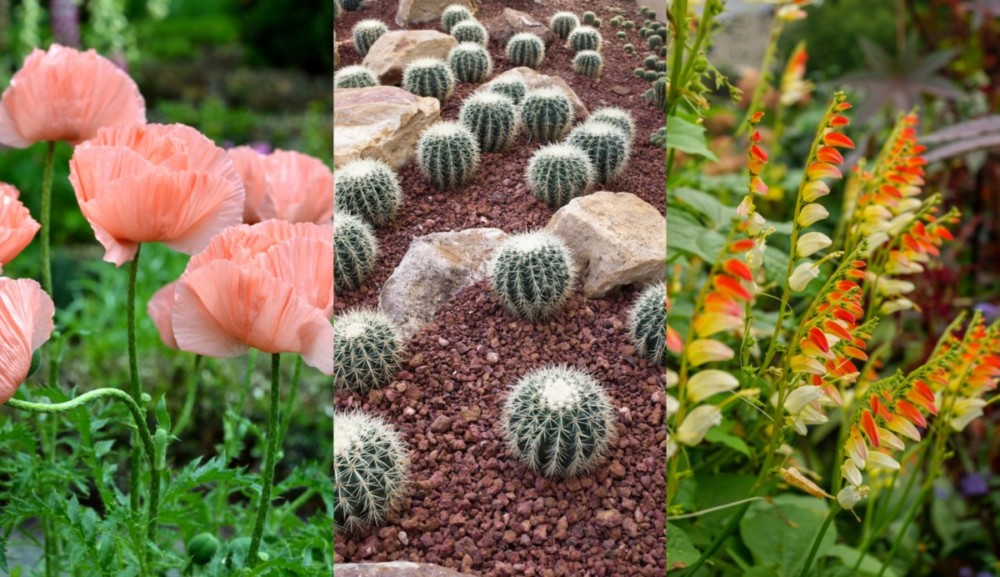 20 Drought Tolerant Plants That You ll Never Need To Water